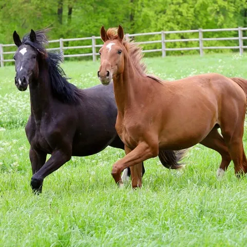 TRACKERS TAŻ-ŻWIEMEL